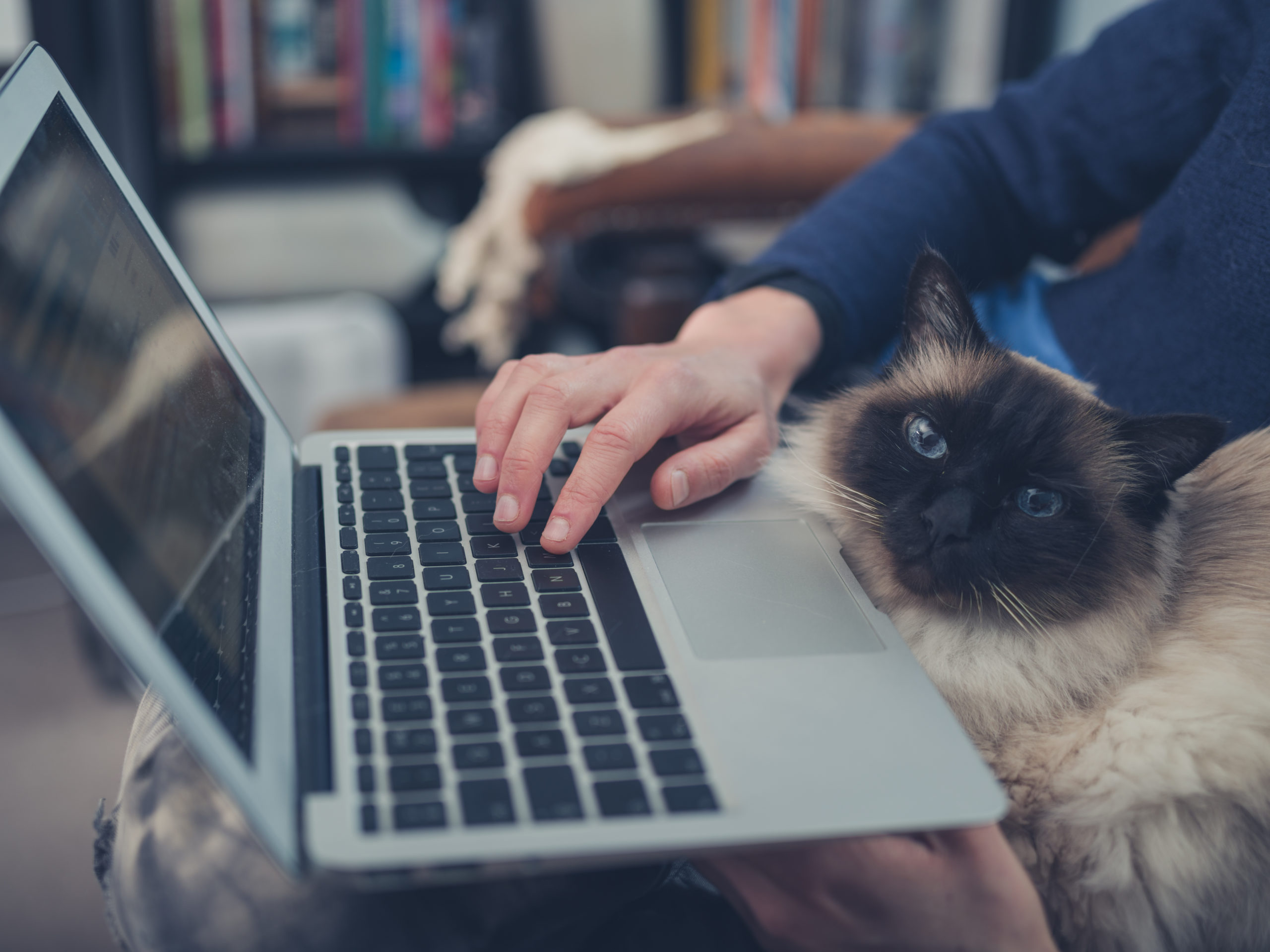Can your pc. Кот с ноутбуком. Котенок за компьютером. Коты и компьютеры. Кошка и компьютер.
